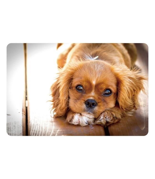 PLACEMAT - PP BEDRUKT - 28,5x43,5cm - 12st - PUPARAZZI